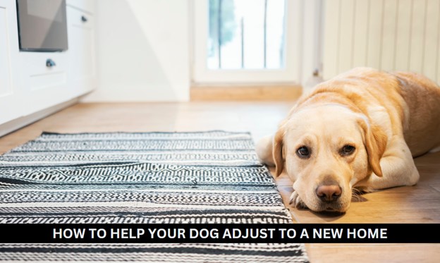 How to Help Your Dog Adjust To A New Home