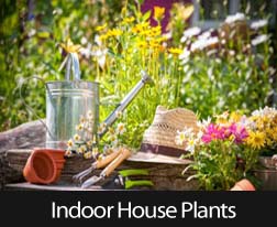 Top 10 Indoor Houseplants For Your Air Quality