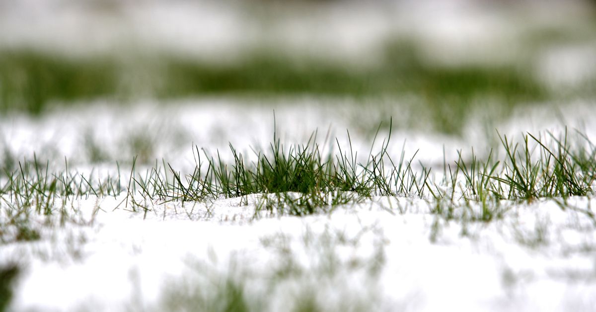 Get Your Lawn Ready For The Winter