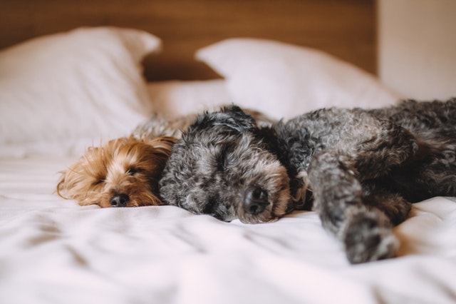 3 Easy Ways to Make Your Home More 'Pet Friendly'