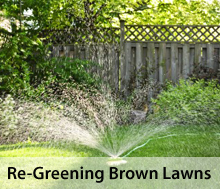 Brown lawns