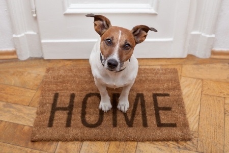 Furry Friend Blues, The Best Ways To Settle Your Pet Into Your New Home