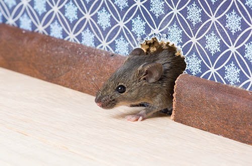 Dealing with Mice? Peppermint Oil, Dryer Sheets and Other Crazy Tricks to Try