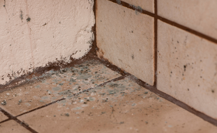 Five Places Mold Could Be Hiding in Your Home