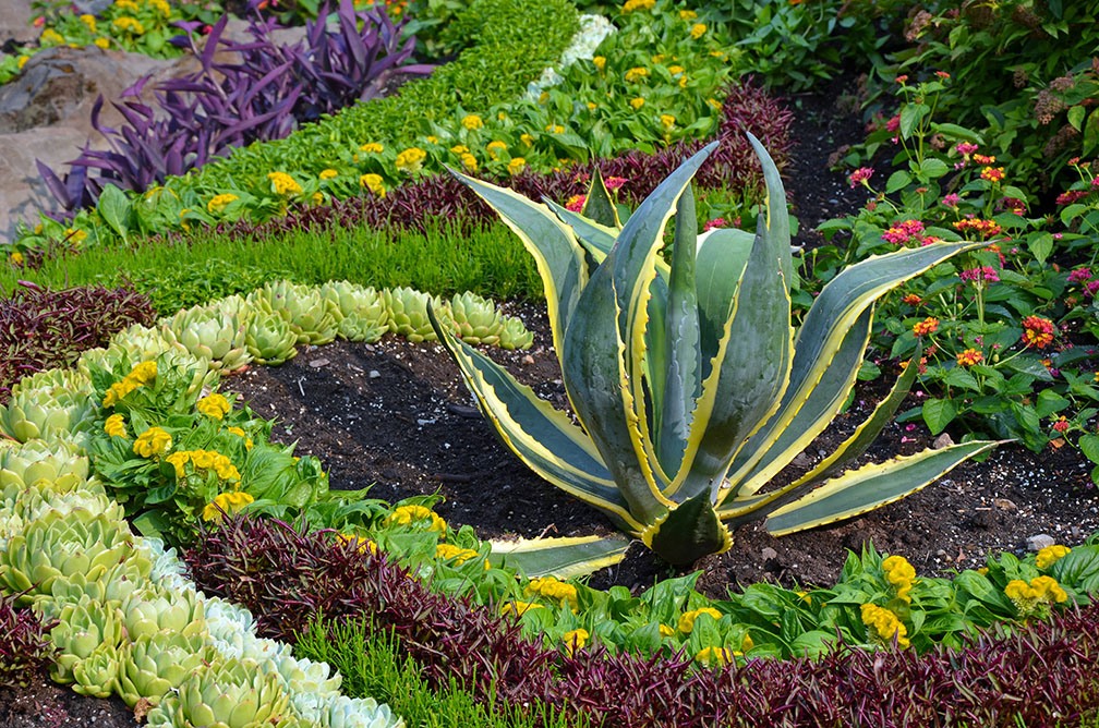 Living Under Water Restrictions? Transform Your Garden With These Succulent Plants