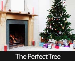 Picking The Perfect Holiday Tree