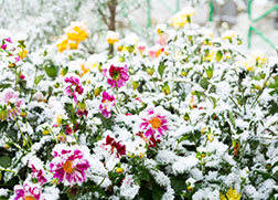 Winter's Coming: Learn How to Prepare Your Plants, Trees and Other Landscaping